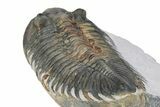 Rare Treveropyge Berbera Trilobite - Exceptional Specimen #299841-4